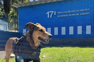 流浪狗变警署吉祥物