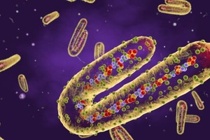 马尔堡出血热病毒。（图：互联网）