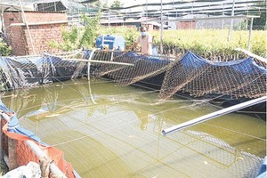 主动储存淡水应对海水入侵趋势