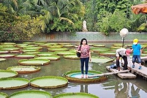 游客能站在荷叶上。