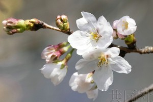 东京靖国神社内染井吉野樱标本树。（图：共同社）