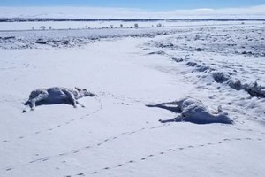 （图：互联网）