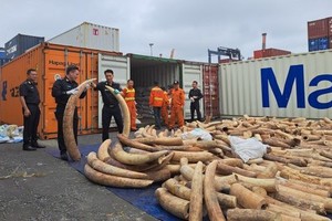 海防查获 7 吨走私象牙