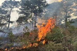 大勒焚烧植被情况日益严重