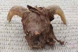 埃及神庙现 2000 具羊头木乃伊