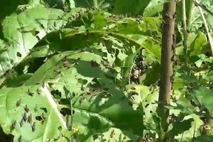 成群的蚱蜢在啃食农作物。（图：兰夏）