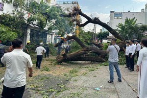 第一郡陈文恩初中学校绿树被连根拔起现场。