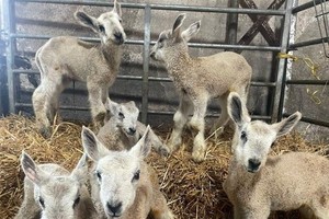 小羊都长得健康活泼。（图：互联网）