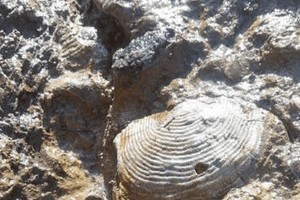 柬埔寨专家从出土海洋生物化石中获得新发现