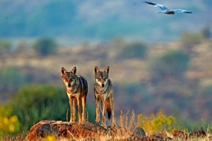 （示意图：互联网）