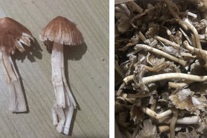 夷灵县医疗中心收集到中毒者误食的野生蘑菇。（图：林同报）