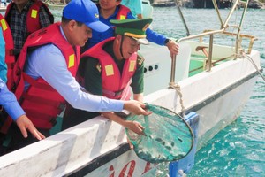 在芽庄湾投放鱼苗