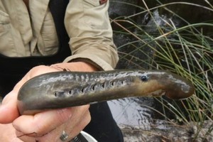 罕见古老七鳃鳗现身