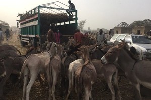 驴群在外国运载前完全没受检查（图片由英国驴类疪护机构提供）。