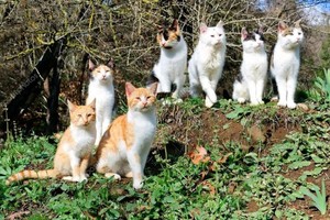 美国佛州一名84岁妇人去年过世后留下大笔财产给自己的7只爱猫。（示意图：互联网）