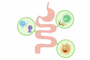 肠道菌群失调别忽视