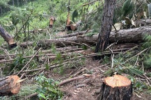 树龄近30年的三叶松被大量锯倒。（图：段坚）