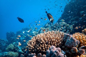 在更绚丽、明亮栖息环境海蛇色觉视力获强化