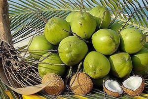 越南新鲜椰子。（示意图：互联网）