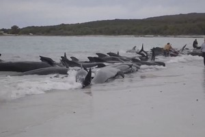 当地时间2023年7月25日，澳大利亚，领航鲸被困在海滩上。（图：互联网）