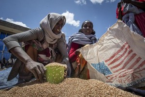 一名埃塞俄比亚妇女在蒂格拉镇救济学会分发的一部分小麦分配给等待领取粮食的家庭。（图：AP）