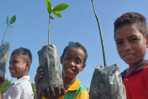 孩子们帮助修复东帝汶受损的红树林。（图：联合国）