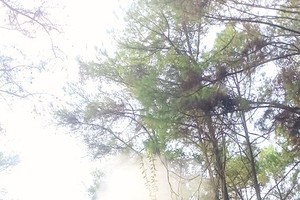 毛虫危害约 2000 公顷松林