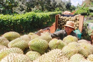 农民收获榴槤。（图：世世）