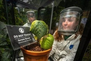 金皮树被誉为世界最危险植物。（图：互联网）