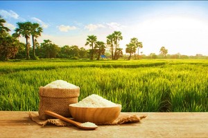 泰国大米价格飙升近三成。（示意图：互联网）