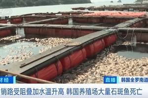 韩国养殖场大量石斑鱼死亡。（图：视频截图）