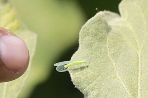在线购买农产品（植物、昆虫、土壤、种子等）对当地动植物构成重大风险，并可能损害生物多样性。（图：粮农组织）