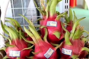 火龙果是我国主要水果出口产品。（示意图：越通社）