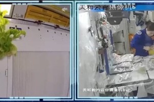 中国空间站太空栽培喜获丰收。
