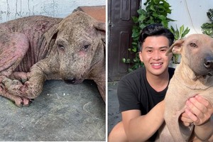 前后两个月的阿沙和新主人许春一。