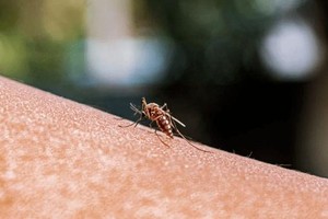 据美国疾病控制和预防中心网站介绍，美国上一次发现本土疟疾病例是在2003年，当时佛罗里达州棕榈滩县有8人感染。（示意图：互联网）