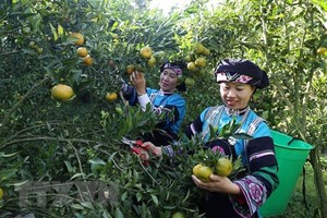 老街省布依族妇女在采摘橘子。（图：越通社）