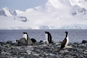 图为南极海南设得兰群岛上扬基港的白眉企鹅。（图：AFP）