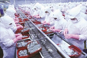 越南虾只外销各地市场。（图：Vietnamplus）