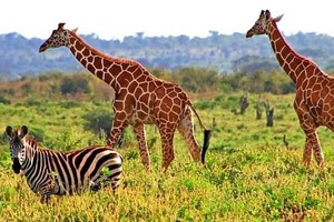 肯尼亚的国家公园。