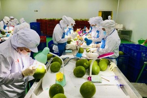 水果出口企业生产线。