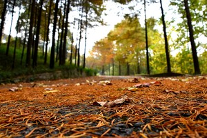 肖明摄影作品欣赏——落叶如毽