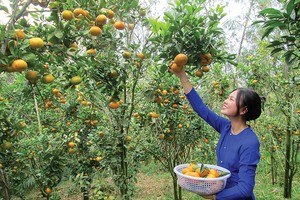 一名年轻女性正在禁山上的橘园里采摘橘子。（图：安江报）