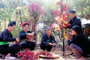  村民准备鸡冠花来装横房子，迎接节日。