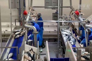 数据显示，去年挪威共向153个国家和地区出口海产品，波兰、丹麦和美国是其前三大市场。（图：视频截图）