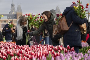 荷兰 20 万株郁金香免费摘