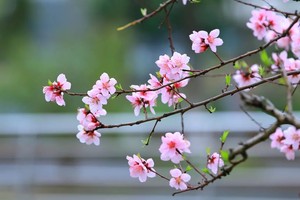 （示意图：互联网：）