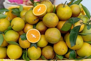 高丰厚叶橙。（图：互联网）