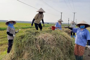 可回收使用稻草作堆肥或牛羊饲料。