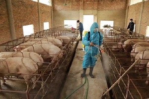 兽医人员对发生非洲猪瘟的养猪场及其附近进行喷射消毒。 （示意图：清和）